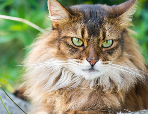 保持移动：在地狱猫黑猫号的驾驶过程中，保持移动是生存的关键，避免长时间停留在同一位置，以免成为敌方炮火的目标。