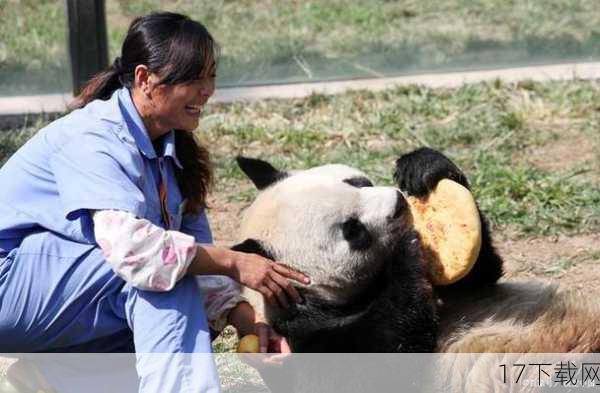 原来，虽然科学上并未直接证明大熊猫能听懂人类语言，但长期观察发现，大熊猫对饲养员的声音，尤其是带有地方特色的四川话，有着特别的反应，它们似乎能从语调、节奏中感受到饲养员的情绪，进而做出相应的回应，为了更好地与这些毛茸茸的朋友沟通，饲养员们纷纷加入了“方言学习大军”。