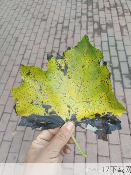 在这个秋意渐浓的季节，当万籁俱寂之时，一股前所未有的恐怖气息正悄然弥漫，著名惊悚片大师，以其独特而残酷的创意手法闻名全球的《电锯惊魂》系列导演，再次挥动他那把无形的“锯子”，为我们切割出一部令人胆寒的新作——《杰莎贝尔》，随着预告片的震撼发布，一场关于爱与救赎、恐惧与绝望的较量，正式拉开序幕。