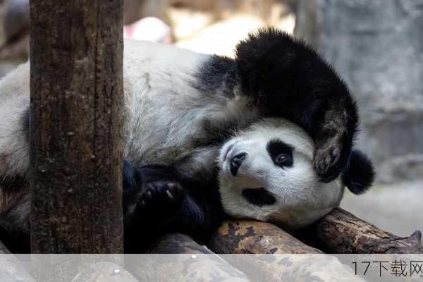 这一创新举措被命名为“弗拉科法则”，灵感来源于去年从纽约市动物园逃脱并因误食老鼠药而不幸死亡的同名猫头鹰，市议会成员在提出该法案时强调，需要寻找一种更加人道和可持续的解决方案来应对鼠患问题。“绝育计划”应运而生。